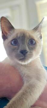 Rescue Siamese and Domestic Short Hair Cats for Adoption in New Braunfels, Texas - Sky Dreamer | PetCurious