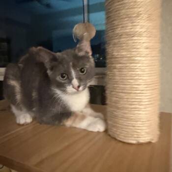 Nu Zia -  Domestic Short Hair and Calico Cat for Adoption in Missouri City, Texas - Nu Zia | PetCurious