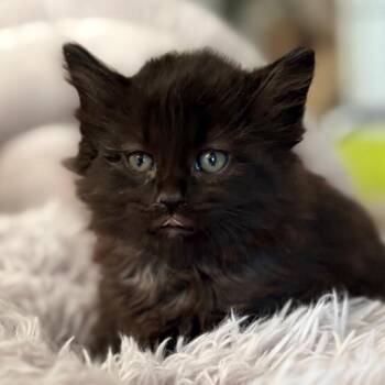 Bear -  Domestic Long Hair Cat for Adoption in Blackfoot, Idaho - Bear | PetCurious