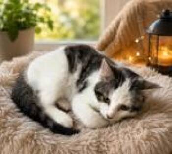 Larkin -  Domestic Short Hair Cat for Adoption in Portsmouth, Ohio - Larkin | PetCurious