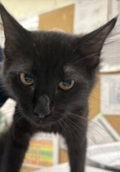 Flan -  Domestic Medium Hair and Domestic Short Hair Cat for Adoption in Lowell, Massachusetts - Flan | PetCurious