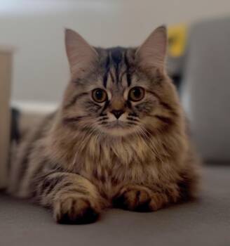 Siberian Cats Available for Adoption in Snow Hill, Maryland - Cheetara | PetCurious