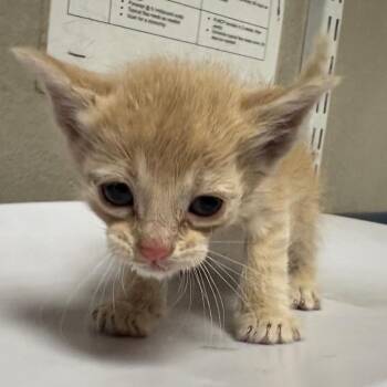 Domestic Short Hair Cats Available for Adoption in Yuma, Arizona - Juno | PetCurious