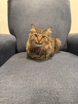 Domestic Long Hair Cats Available for Adoption - Phinn | PetCurious