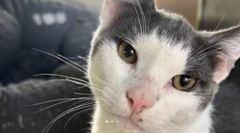 Rescue Domestic Short Hair Cats for Adoption in Houston, Texas - Oh Possum | PetCurious