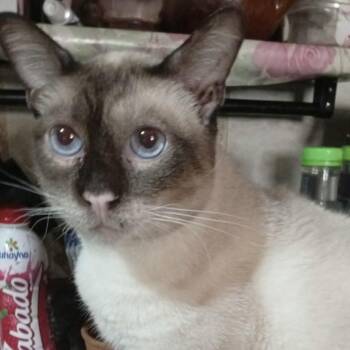 Siamese and Snowshoe Cats Available for Adoption in Brampton, Ontario - Otto | PetCurious