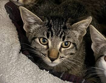 Sharpie -  Domestic Short Hair Cat for Adoption in Richland Hills, Texas - Sharpie | PetCurious