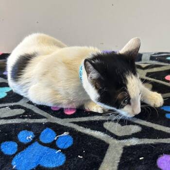 IVHS-Stray-141536 -  Domestic Short Hair Cat for Adoption in San Gabriel, California - IVHS-Stray-141536 | PetCurious