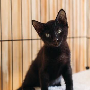 Mr. Pibb -  Domestic Short Hair Cat for Adoption in Parrish, Alabama - Mr. Pibb | PetCurious