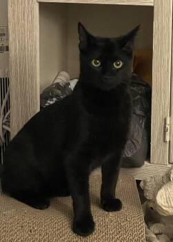 Domestic Short Hair Cats Available for Adoption in South Pasadena, California - Gambit | PetCurious