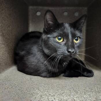 Domestic Short Hair Cats Available for Adoption in Colorado Springs, Colorado - ISIS | PetCurious