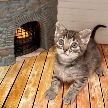Haroshee -  Domestic Short Hair Cat for Adoption in Los Angeles, California - Haroshee | PetCurious
