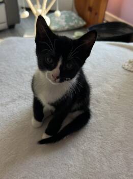 Domestic Short Hair Cats Available for Adoption in Murfreesboro, Tennessee - Paris | PetCurious