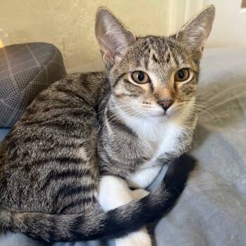 Rescue Domestic Short Hair Cats for Adoption in Los Angeles, California - Sunny | PetCurious