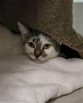 HARMONY -  Domestic Short Hair Cat for Adoption in Las Vegas, Nevada - HARMONY | PetCurious