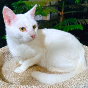 Turkish Van Cats Available for Adoption in Oakwood, Georgia - CHARDONNAY - SWEET, GENTLE GIRL! | PetCurious