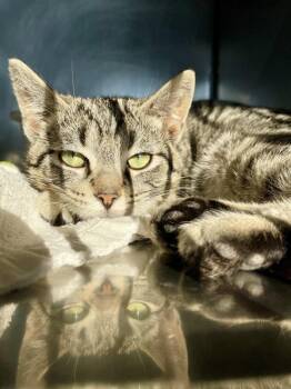 Skipper -  Domestic Short Hair Cat Available for Adoption in Indiana, Pennsylvania - Skipper | PetCurious