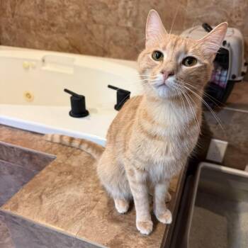 Poet -  Tiger Cat for Adoption in New Bedford, Massachusetts - Poet | PetCurious