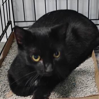 Rescue Domestic Short Hair Cats for Adoption in Corydon, Indiana - Delores | PetCurious