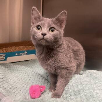 Domestic Short Hair Cats Available for Adoption - Thumbelina | PetCurious