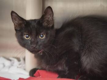 MARCELLUS -  Domestic Medium Hair Cat for Adoption in Phoenix, Arizona - MARCELLUS | PetCurious