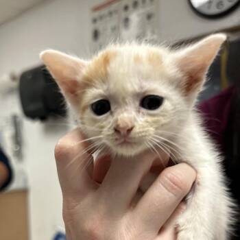 Carina -  Domestic Short Hair Cat for Adoption in Fort Smith, Arkansas - Carina | PetCurious