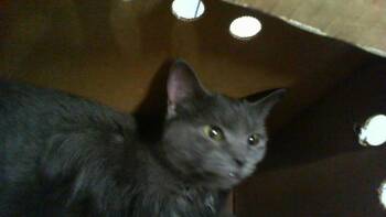 VELVET -  Domestic Short Hair Cat for Adoption in Charlotte, North Carolina - VELVET | PetCurious