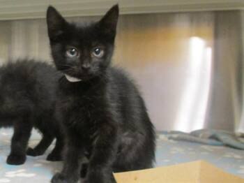 Rescue Domestic Short Hair Cats for Adoption in Tustin, California - ANTHONY | PetCurious