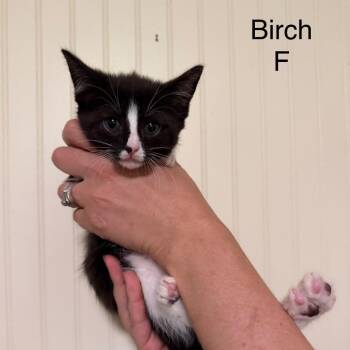 Birch -  Domestic Short Hair Cat for Adoption in Sequatchie, Tennessee - Birch | PetCurious