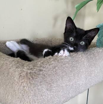 Capri -  Domestic Short Hair Cat for Adoption in Hudson, New Hampshire - Capri | PetCurious
