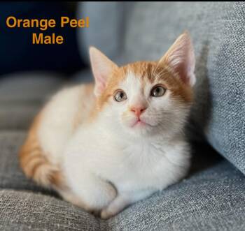 Domestic Short Hair Cats Available for Adoption in Darien, Georgia - Orange Peel | PetCurious