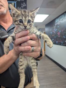 Rescue Domestic Short Hair Cats for Adoption in Hot Springs, Arkansas - TIllie | PetCurious