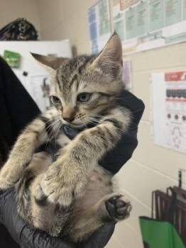 93387a Miles Davis -  Domestic Medium Hair and Domestic Short Hair Cat for Adoption in North Charleston, South Carolina - 93387a Miles Davis | PetCurious