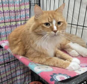 Harvester -  Domestic Long Hair Cat for Adoption in Mokena, Illinois - Harvester | PetCurious