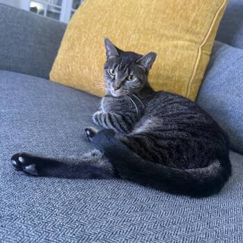 Beatrix -  Domestic Short Hair Cat for Adoption in Chicago, Illinois - Beatrix | PetCurious