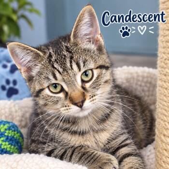 Candescent -  Domestic Short Hair Cat for Adoption in South Elgin, Illinois - Candescent | PetCurious
