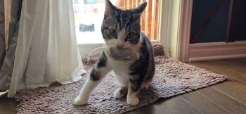 Tabby Cats Available for Adoption - Joey | PetCurious