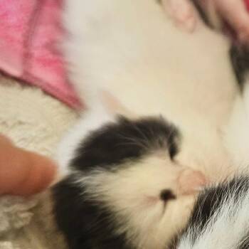 Domestic Short Hair Cats Available for Adoption in Montgomery, Alabama - Ellie | PetCurious