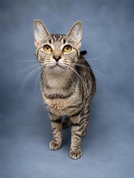 MIMI -  Domestic Short Hair Cat for Adoption in Westminster, Maryland - MIMI | PetCurious