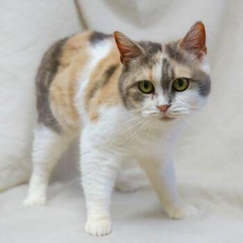 Manx Cats Available for Adoption in Versailles, Kentucky - Poppy | PetCurious