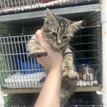 Bernard -  Domestic Short Hair Cat for Adoption in Milford, Iowa - Bernard | PetCurious