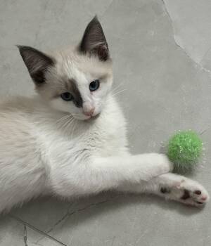 Prince Charming -  Domestic Short Hair and Ragdoll Cat for Adoption in Sidney, British Columbia - Prince Charming | PetCurious