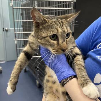 Strawberry -  Domestic Short Hair Cat for Adoption in Greensboro, North Carolina - Strawberry | PetCurious