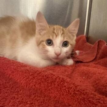 Sleepover -  Domestic Short Hair Cat for Adoption in Walnut Creek, California - Sleepover | PetCurious
