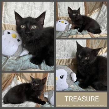 Domestic Short Hair Cats Available for Adoption - Treasure | PetCurious