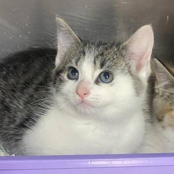 Domestic Medium Hair Cats Available for Adoption - Manta | PetCurious