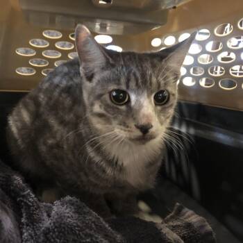 Cardie -  Domestic Short Hair Cat for Adoption in Brentwood, Missouri - Cardie | PetCurious