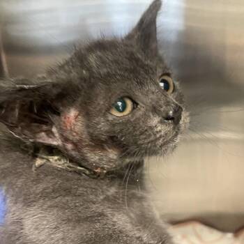 Hamburger Helper -  Domestic Short Hair Cat for Adoption in Los Angeles, California - Hamburger Helper | PetCurious