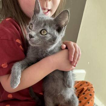 Domestic Short Hair Cats Available for Adoption - Flower | PetCurious