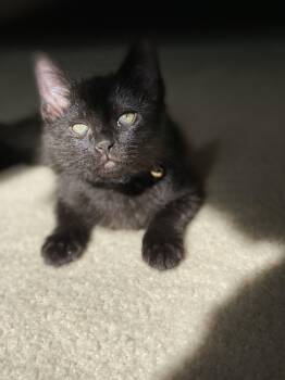 Domestic Short Hair Cats Available for Adoption in Bethel Park, Pennsylvania - Timpani | PetCurious